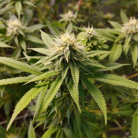 Las negras growlog timeline photo