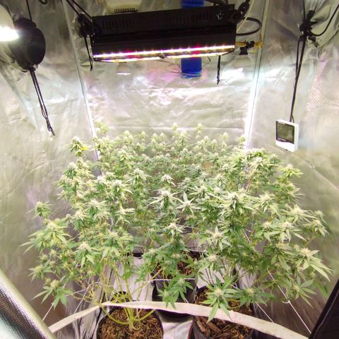 Las negras growlog timeline photo