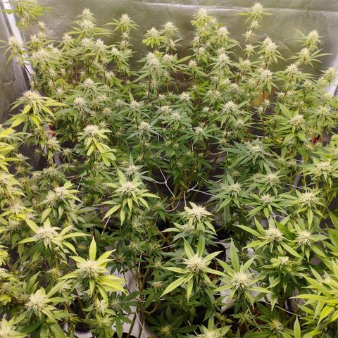 Las negras growlog timeline photo