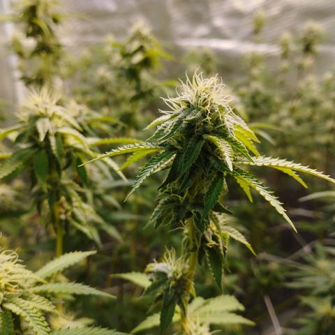 Las negras growlog timeline photo