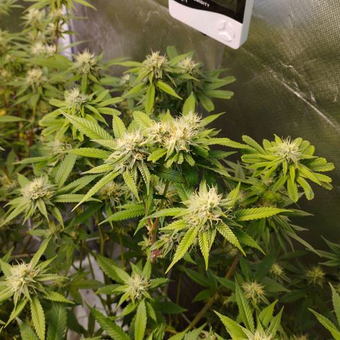 Las negras growlog timeline photo