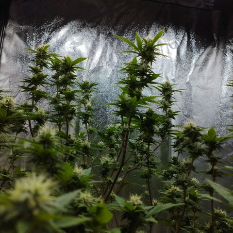 Las frutas  growlog timeline photo