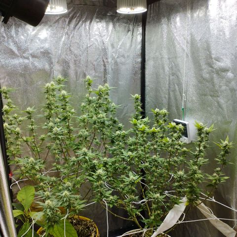 Las frutas  growlog timeline photo