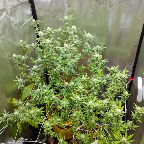 Las frutas  growlog timeline photo