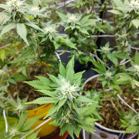 Las frutas  growlog timeline photo