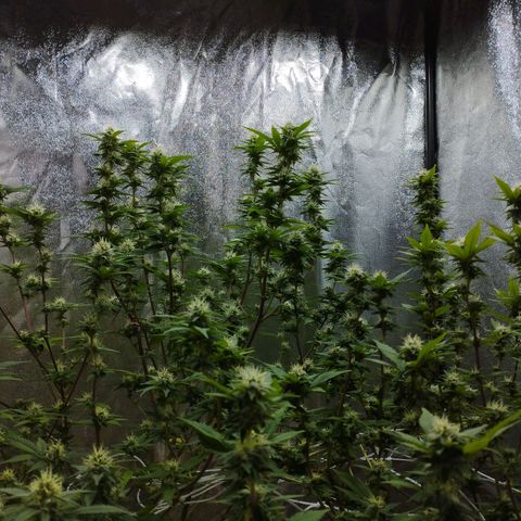 Las frutas  growlog timeline photo