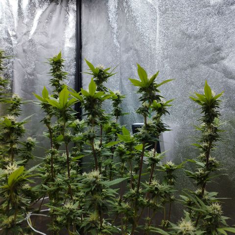 Las frutas  growlog timeline photo