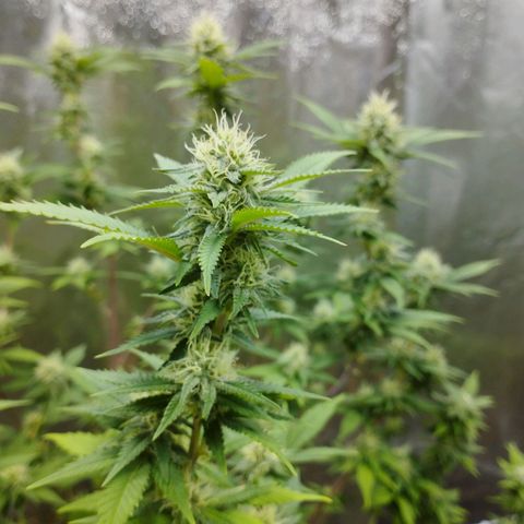 Las frutas  growlog timeline photo