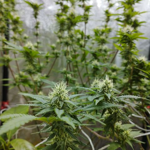 Las frutas  growlog timeline photo