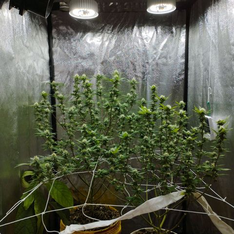 Las frutas  growlog timeline photo