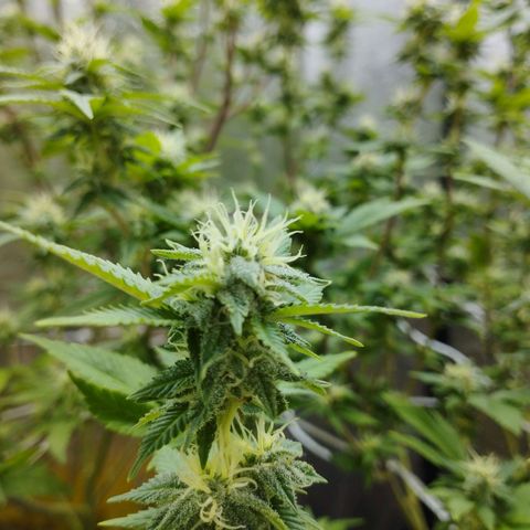Las frutas  growlog timeline photo
