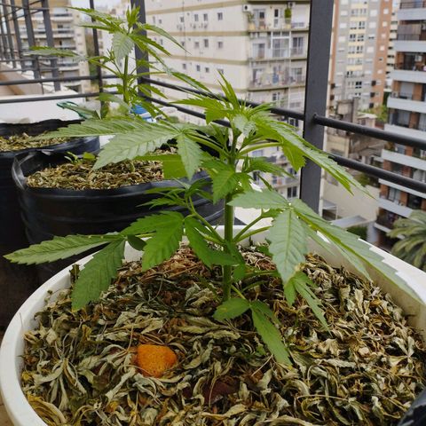 Skunks barcelonienses growlog timeline photo