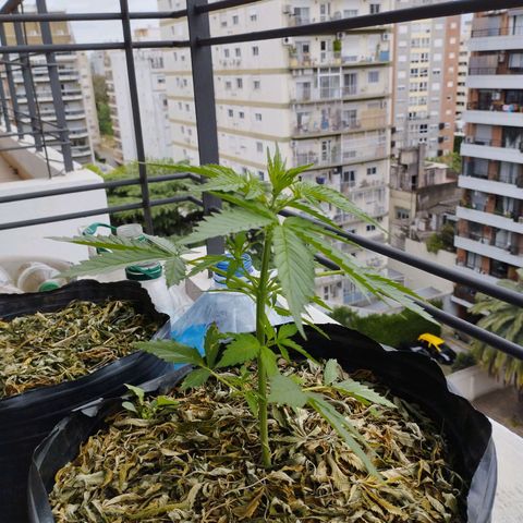Skunks barcelonienses growlog timeline photo