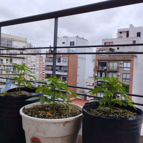 Skunks barcelonienses growlog timeline photo