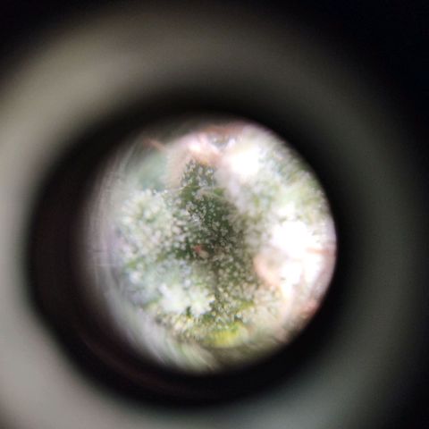 Las negras growlog photo: 3 fotos de cada negra - parte baja, media y alta