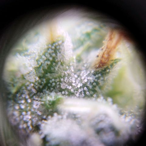 Las negras growlog photo: 3 fotos de cada negra - parte baja, media y alta