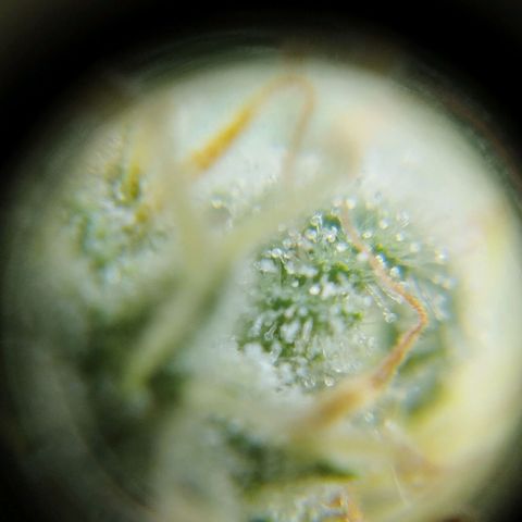 Las frutas  growlog timeline photo