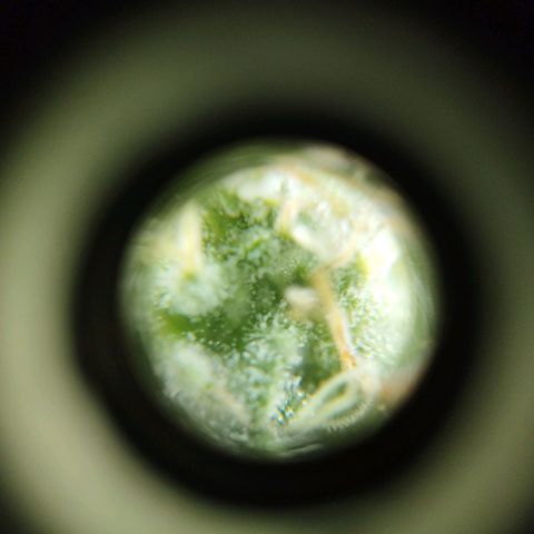 Las frutas  growlog timeline photo
