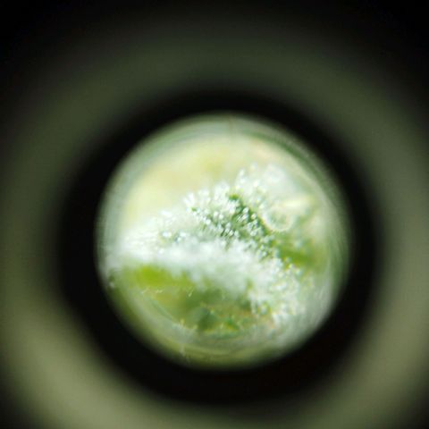 Las frutas  growlog timeline photo
