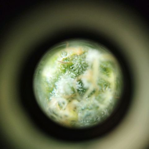 Las frutas  growlog timeline photo