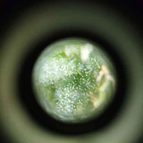 Las frutas  growlog timeline photo