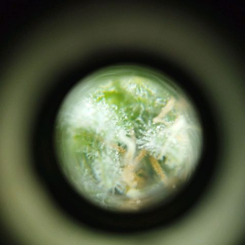 Las frutas  growlog timeline photo