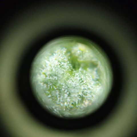 Las frutas  growlog timeline photo