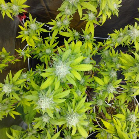 Las frutas  growlog timeline photo