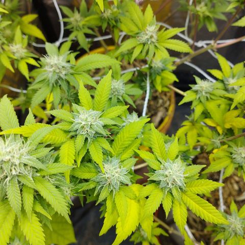Las frutas  growlog timeline photo