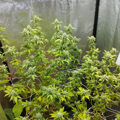 Las frutas  growlog timeline photo