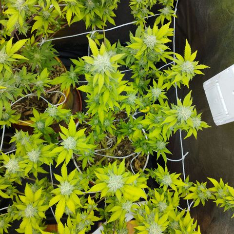 Las frutas  growlog timeline photo