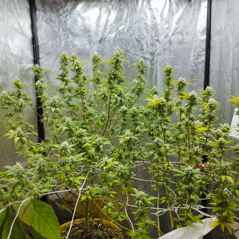 Las frutas  growlog timeline photo