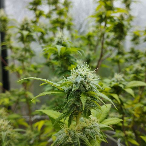 Las frutas  growlog timeline photo
