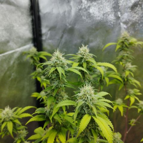 Las frutas  growlog timeline photo