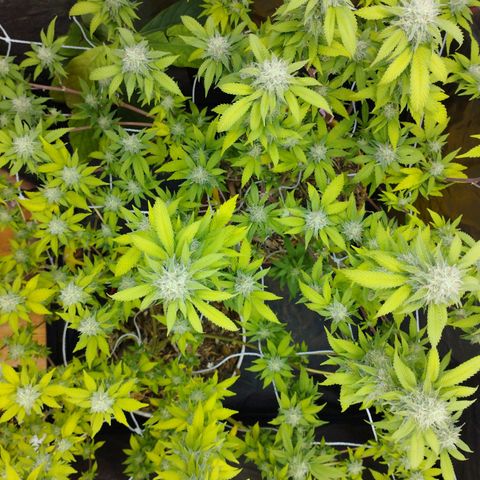 Las frutas  growlog timeline photo