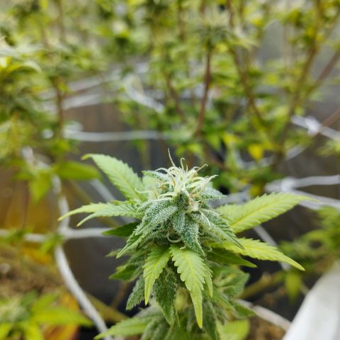 Las frutas  growlog timeline photo