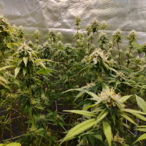 Las negras growlog timeline photo