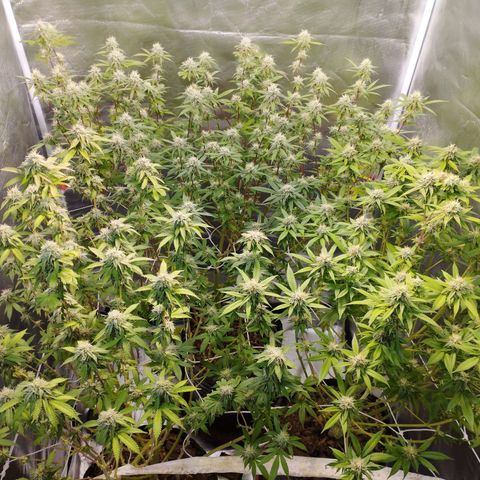 Las negras growlog timeline photo