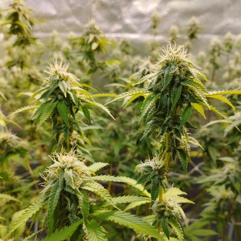 Las negras growlog timeline photo