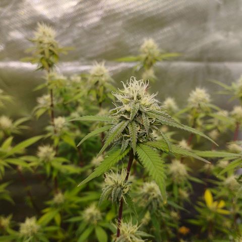 Las negras growlog timeline photo