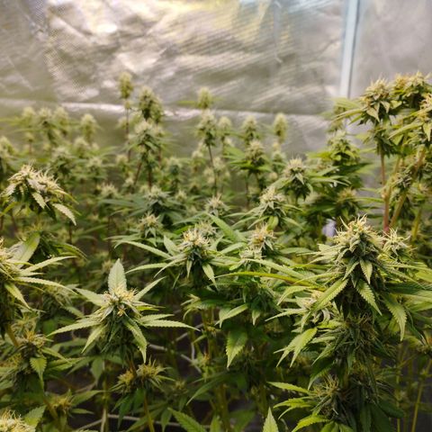 Las negras growlog timeline photo