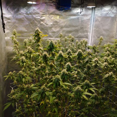 Las negras growlog timeline photo