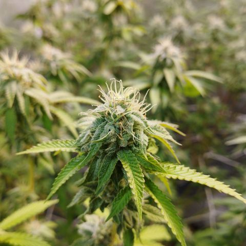Las negras growlog timeline photo