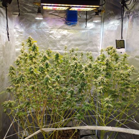 Las negras growlog timeline photo