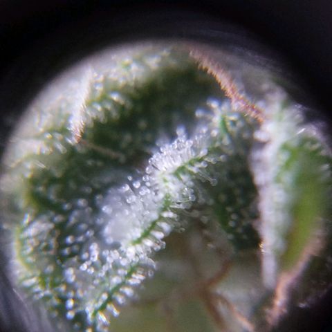 Las negras growlog timeline photo