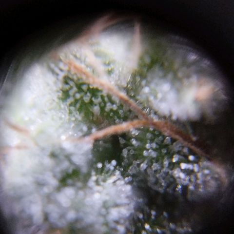 Las negras growlog timeline photo