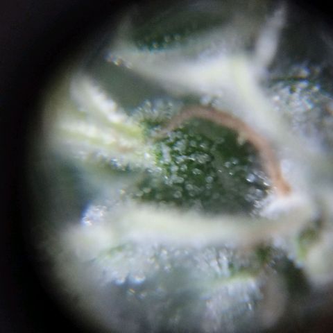 Las negras growlog timeline photo