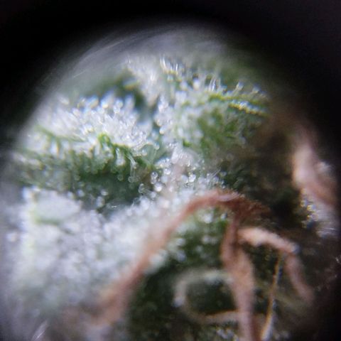 Las negras growlog timeline photo