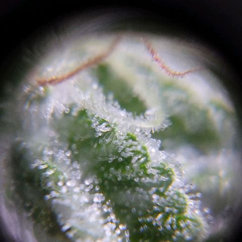 Las negras growlog timeline photo