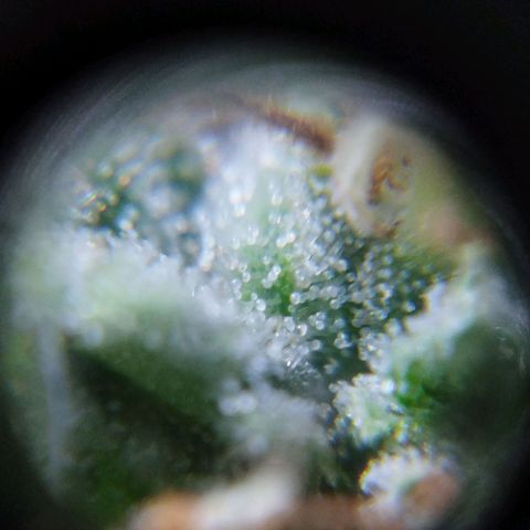Las negras growlog timeline photo